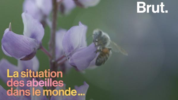 VIDEO. Quelle est la situation des abeilles à travers le monde ? VIDEO. Quelle est la situation des abeilles à travers le monde ?