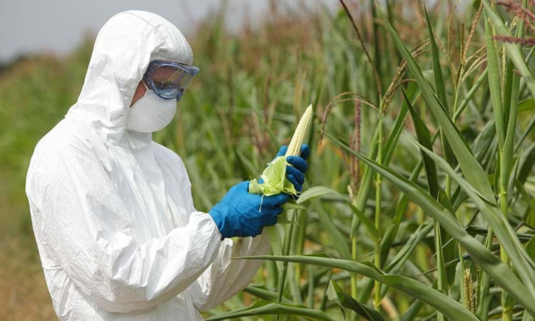 Aliments OGM, la formule pour lutter contre les pénuries à Cuba