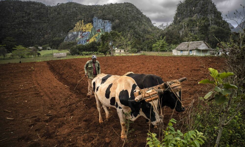 Op-ed: Les États-Unis devraient utiliser le commerce agricole pour aider Cuba et construire des ponts économiques durables