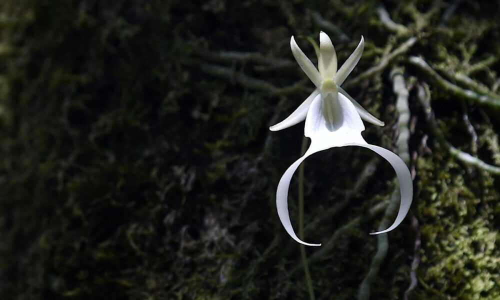 Cette fleur rare que l&rsquo;on ne trouve qu&rsquo;en Floride et à Cuba pourrait bientôt disparaître