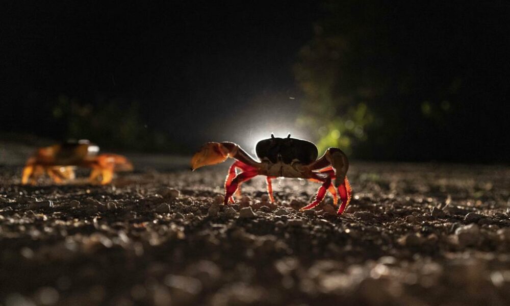 A Cuba, les crabes se lancent dans une périlleuse migration vers la Baie des Cochons