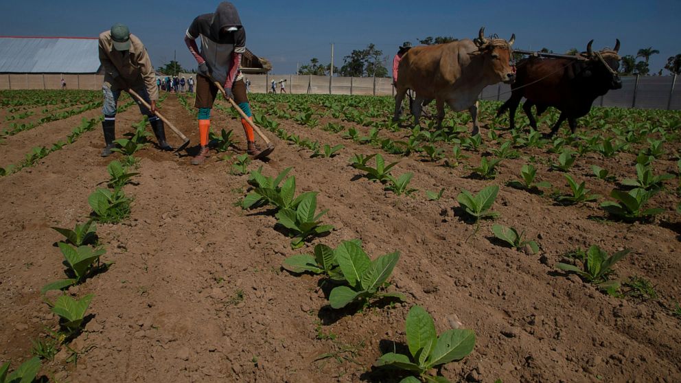 Les producteurs de tabac cubains se rétablissent après le terrible ouragan Ian Les producteurs de tabac cubains se rétablissent après le terrible ouragan Ian